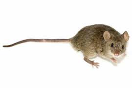 Pest Control Of Mice